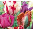 Tulipa Parrot - mixed / 10ks v balení