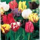 Tulipa Parrot - mixed / 7ks v balení