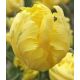 Tulipa -Texas Gold / 7ks v balení