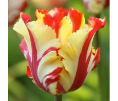 Tulipa - Flaming Parrot / 8ks v balení