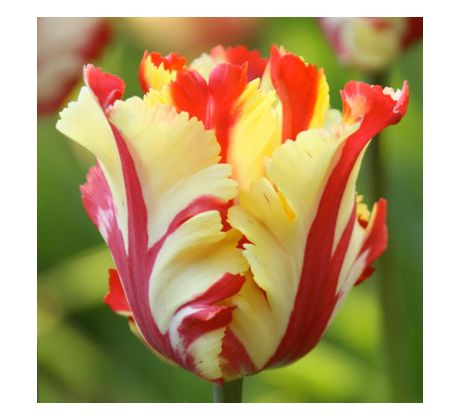 Tulipa - Flaming Parrot / 8ks v balení