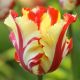 Tulipa - Flaming Parrot / 5ks v balení