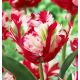 Tulipa - Estella Rijnveld / 7ks v balení