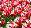 Tulipa - Estella Rijnveld / 10ks v balení