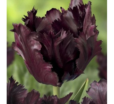 Tulipa - Black Parrot / 8ks v balení