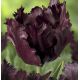 Tulipa - Black Parrot / 7ks v balení
