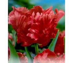 Tulipa - Bastogne Parrot / 10ks v balení
