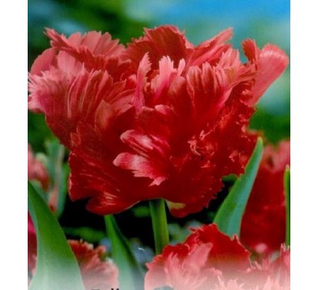 Tulipa - Bastogne Parrot / 10ks v balení