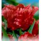 Tulipa - Bastogne Parrot / 8ks v balení