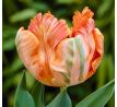 Tulipa - Apricot Parrot / 8ks v balení