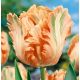 Tulipa - Apricot Parrot / 5ks v balení
