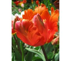 Tulipa Parrot - Orange Favourite