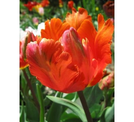 Tulipa Parrot - Orange Favourite