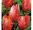 Tulipa Parrot - Orange Favourite