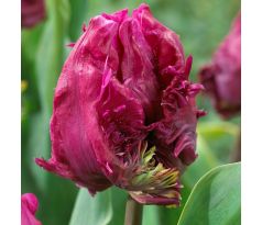 Tulipa - Parrot Prince