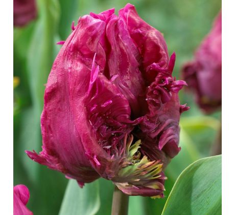 Tulipa - Parrot Prince
