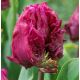 Tulipa - Parrot Prince / 10ks v balení