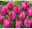 Tulipa - Parrot Prince