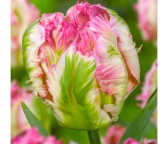Tulipa Parrot - Pinkvision