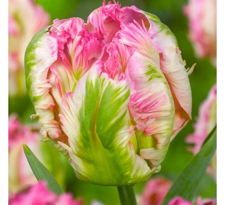 Tulipa Parrot - Pinkvision