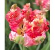 Tulipa Parrot - Pinkvision