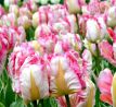 Tulipa Parrot - Pinkvision