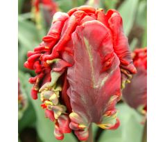 Tulipa Parrot - Rococo