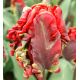 Tulipa Parrot - Rococo / 7ks v balení