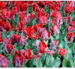 Tulipa Parrot - Rococo