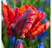 Tulipa Parrot - Rococo
