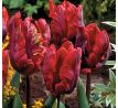 Tulipa Parrot - Rococo