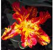 Tulipa Parrot - Rococo