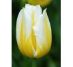 Tulipa - Flaming Coquette / 10 ks v balení