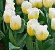 Tulipa - Flaming Coquette / 10 ks v balení