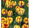 Tulipa Rembrandt - Helmar / 10ks v balení