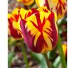 Tulipa Rembrandt - Helmar / 10ks v balení