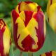 Tulipa Rembrandt - Helmar / 7ks v balení