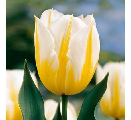 Tulipa - Flaming Coquette / 10 ks v balení