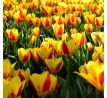 Tulipa - Stresa / 8ks v balení