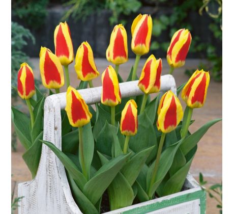 Tulipa - Stresa / 8ks v balení