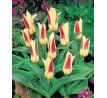 Tulipa - Johann Strauss / 10ks v balení