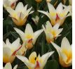 Tulipa - Johann Strauss / 10ks v balení