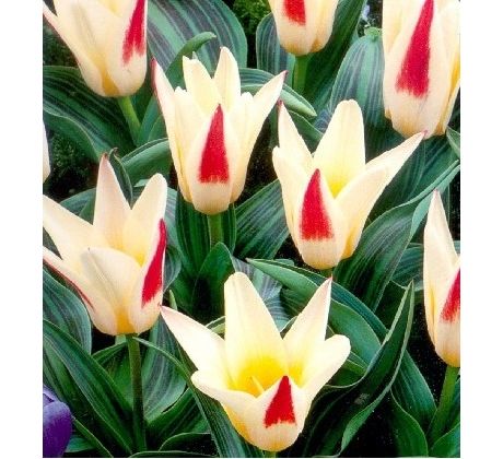 Tulipa - Johann Strauss / 10ks v balení