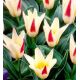 Tulipa - Johann Strauss / 10ks v balení
