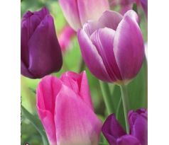 Trio Purple Dreams
