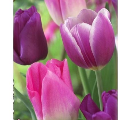 Trio Purple Dreams