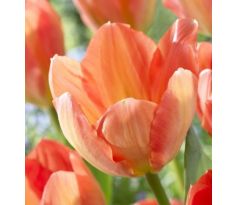 Tulipa - Apricot Emperor