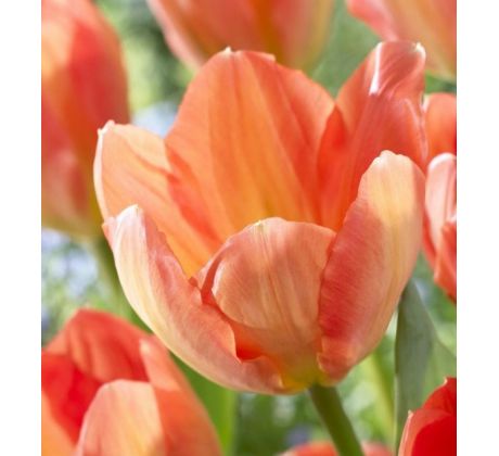 Tulipa - Apricot Emperor