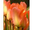 Tulipa - Apricot Emperor