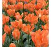 Tulipa - Orange Emperor / 10ks v balení